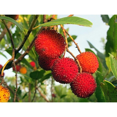 1 Pianta di Corbezzolo Arbutus Unedo