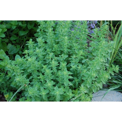 1 PIANTA DI ORIGANO IN VASO 14CM aromatiche orto giardino