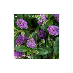 1 Pianta Di Hebe Addenda Donna Emma Rosa Scuro Vaso 15Cm precio