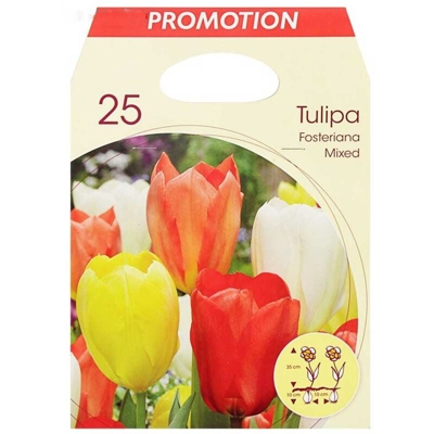Bulbi Autunnali Tulipa Fosteriana Mix Confezione Da 25 Bulbi