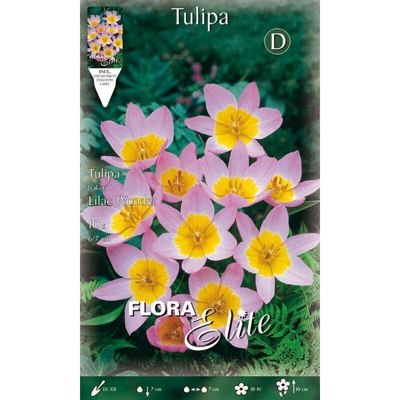 Bulbi Autunnali Tulipani Liliac Wonder Confezione Da 10 Bulbi Bulbs Bulbes