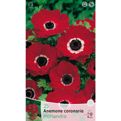 Bulbi Autunnali Anemone Hollandia Confezione 20 Bulbi Bulbs Bulbes en oferta