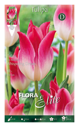 Tulipano Fior Di Giglio Whispering Dream Confezione Da 10 Bulbi Autunnali Bulbs características
