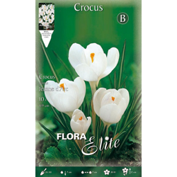 Crocus Jeanne D'Arc (Confezione 10 Bulbi) precio