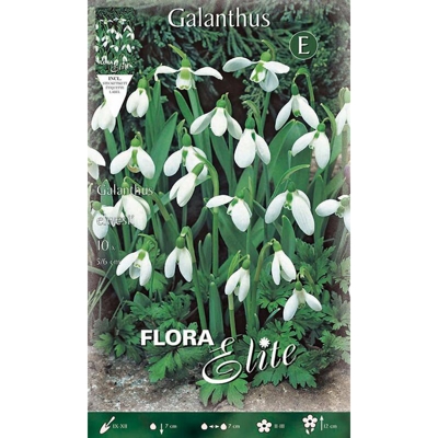 Bulbi Autunnali Galanthus Elwesii Confezione Da 10 Bulbi Bulbs Bulbes