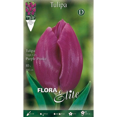 Tulipano Purple Prince Confezione Da 10 Bulbi Autunnali Bulbs Bulbes
