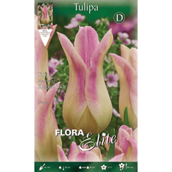 Tulipano Fior Di Giglio Elegant Lady Confezione Da 10 Bulbi Autunnali Bulbs precio