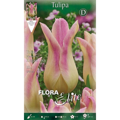 Tulipano Fior Di Giglio Elegant Lady Confezione Da 10 Bulbi Autunnali Bulbs