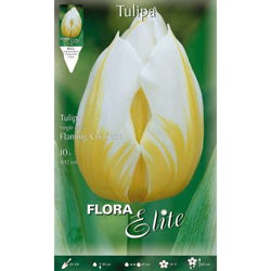 Tulipano Rembrandt Flaming Coquette Confezione Da 10 Bulbi Autunnali Bulbs Bulbes características
