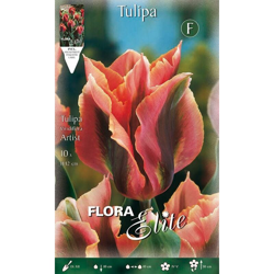 Bulbi Autunnali Tulipano Viridiflora Artist Confezione Da 10 Bulbi Bulbs Bulbs precio