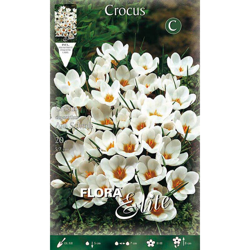 Bulbi Autunnali Crocus Chrysanthus Ard Schenk Confezione 20 Bulbi Bulbs Bulbes en oferta