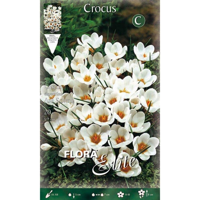 Bulbi Autunnali Crocus Chrysanthus Ard Schenk Confezione 20 Bulbi Bulbs Bulbes