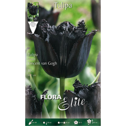 Tulipano Sfrangiati Vincent Van Gogh Confezione Da 10 Bulbi Autunnali Bulbs Bulbes en oferta