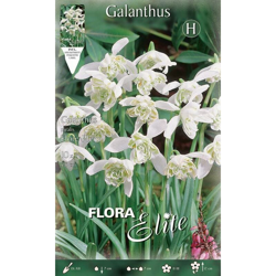 Bulbi Autunnali Galanthus Nivalis Flore Pleno Confezione Da 10 Bulbi Bulbs Bulbes características