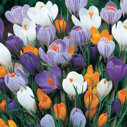 Bulbi Autunnali Crocus Largeflowering Mix Confezione 50 Bulbi Bulbs Bulbes precio