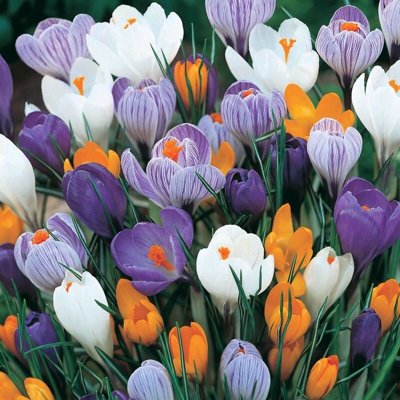 Bulbi Autunnali Crocus Largeflowering Mix Confezione 50 Bulbi Bulbs Bulbes