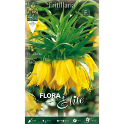 Bulbi Autunnali Fritillaria Lutea Confezione Da 1 Bulbo Bulbs Bulbes características