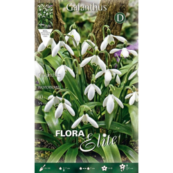 Bucaneve Galanthus Woronowii (Confezione Da 10 Bulbi Autunnali Bulbs Bulbes en oferta