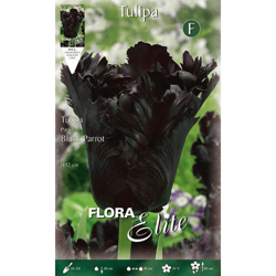 Bulbi Autunnali Tulipano Black Parrot Confezione Da 10 Bulbi Bulbs Bulbes características