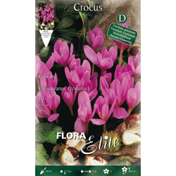 Bulbi Autunnali Crocus Kotschyanus Confezione 10 Bulbi Bulbs Bulbes en oferta