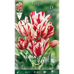 Tulipano Multifiori Flaming Club Confezione Da 7 Bulbi Autunnali Bulbs Bulbes en oferta