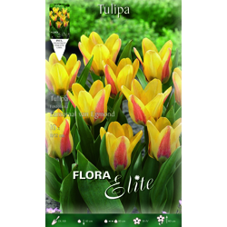 Bulbi Autunnali Tulipano Fosteriana Lamoraal Van Egmond Confezione Da 10 Bulbi Bulbs Bulbes en oferta