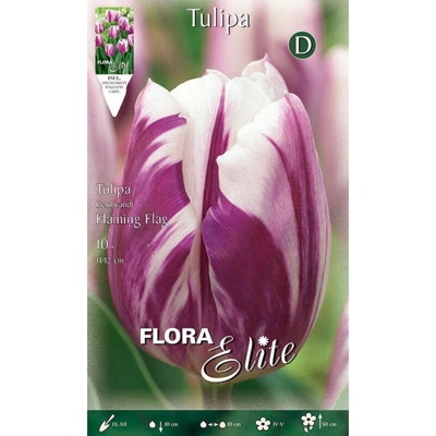 Tulipano Rembrandt Flaming Flag Confezione Da 10 Bulbi Autunnali Bulbs Bulbes