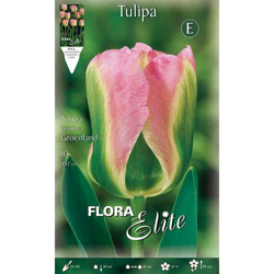 Bulbi Autunnali Tulipano Viridiflora Groenland Confezione Da 10 Bulbi Bulbs Bulbs precio