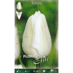 Tulipano White Prince Confezione Da 10 Bulbi Autunnali Bulbs Bulbes en oferta