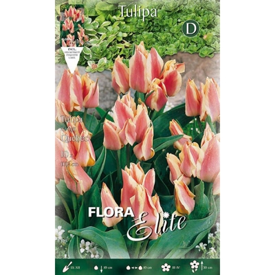 Tulipano Multifiori Quebec Confezione Da 10 Bulbi Autunnali Bulbs Bulbes