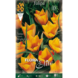Bulbi Autunnali Tulipano Batalinii Bright Gem Confezione Da 10 Bulbi Bulbs Bulbes precio