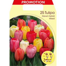 Bulbi Autunnali Tulipano Darwin Hybrid Golden Apeldoorn Confezione Da 25 Bulbi Bulbs en oferta
