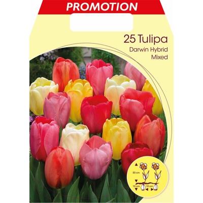 Bulbi Autunnali Tulipano Darwin Hybrid Golden Apeldoorn Confezione Da 25 Bulbi Bulbs