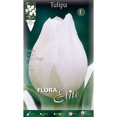 Bulbi Autunnali Tulipano Royal Virgin Confezione Da 10 Bulbi Bulbs Bulbes
