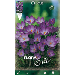 Crocus Tommasinianus Ruby Giant Confezione 20 Bulbi Bulbs Bulbes en oferta