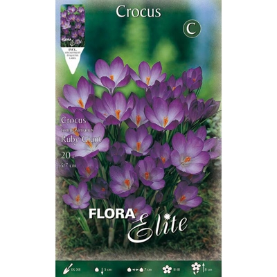 Crocus Tommasinianus Ruby Giant Confezione 20 Bulbi Bulbs Bulbes