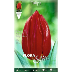 Tulipano Sunny Ruby Prince Confezione Da 10 Bulbi Autunnali Bulbs Bulbes en oferta