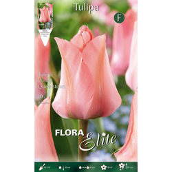 Bulbi Autunnali Tulipano Fosteriana Queenstown Confezione Da 10 Bulbi Bulbs Bulbes precio