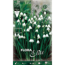 Bulbi Autunnali Leucojim Aestivatum Confezione Da 10 Bulbi Bulbs Bulbes precio