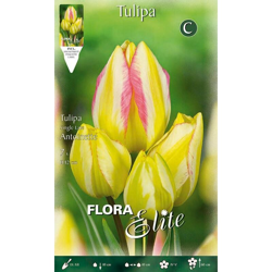 Tulipano Multifiori Antoinette Confezione Da 7 Bulbi Autunnali Bulbs Bulbes características