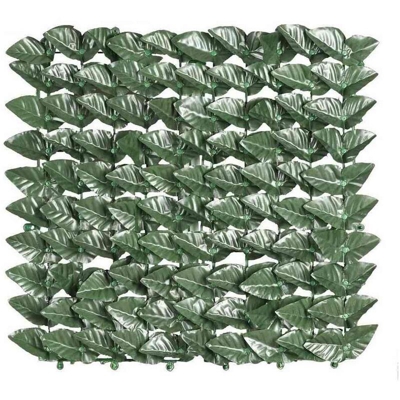 Siepe Sempreverde Lauro 1 X3