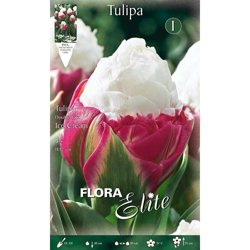 Bulbi Autunnali Tulipano Fiore Doppio Ice Cream Confezione Da 5 Bulbi Bulbs Bulbes en oferta