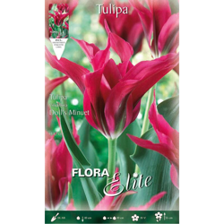 Bulbi Autunnali Tulipano Viridiflora Doll'S Minuet Confezione Da 10 Bulbi Bulbs Bulbs precio
