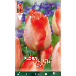 Bulbi Autunnali Tulipano Darwin American Dream Confezione Da 10 Bulbi precio