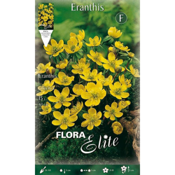 Bulbi Autunnali Eranthis Aconito Cilicica Confezione 15 Bulbi Bulbs Bulbes precio