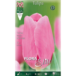 Bulbi Autunnali Tulipano Mistress Confezione Da 10 Bulbi Bulbs Bulbes en oferta