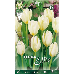 Bulbi Autunnali Tulipano Fosteriana Purissima Confezione Da 10 Bulbi Bulbs Bulbes en oferta
