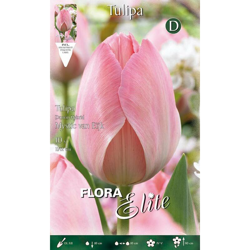 Bulbi Autunnali Tulipano Darwin Hybrid Mystic Van Eijk Confezione Da 10 Bulbi Bulbs en oferta
