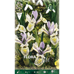 Bulbi Autunnali Iris Hollandica Katherine Hodgkin Confezione Da 10 Bulbi Bulbs Bulbes precio