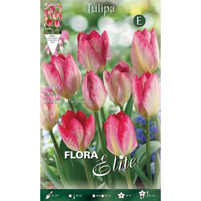 Bulbi Autunnali Tulipano Fosteriana Flaming Purissima Confezione 10 Bulbi Bulbs Bulbes